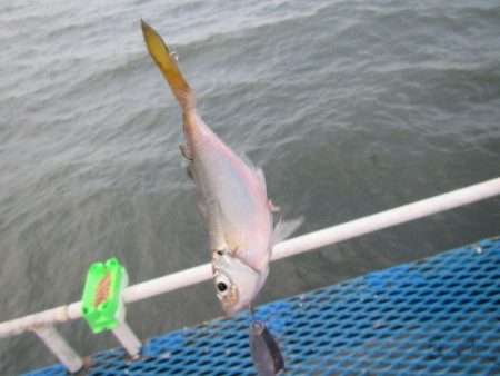 オリジナルメーカー海づり公園(市原市海づり施設) 釣果