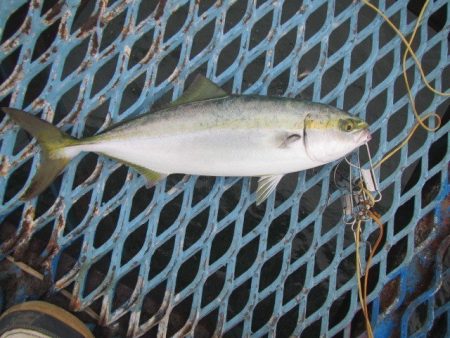 オリジナルメーカー海づり公園(市原市海づり…