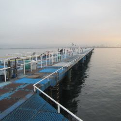 オリジナルメーカー海づり公園(市原市海づり施設) 釣果