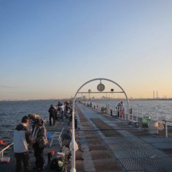 オリジナルメーカー海づり公園(市原市海づり施設) 釣果