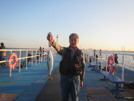 オリジナルメーカー海づり公園(市原市海づり施設) 釣果