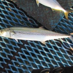 オリジナルメーカー海づり公園(市原市海づり施設) 釣果