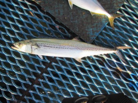 オリジナルメーカー海づり公園(市原市海づり…