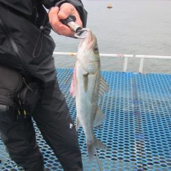 オリジナルメーカー海づり公園(市原市海づり施設) 釣果