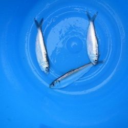 オリジナルメーカー海づり公園(市原市海づり施設) 釣果