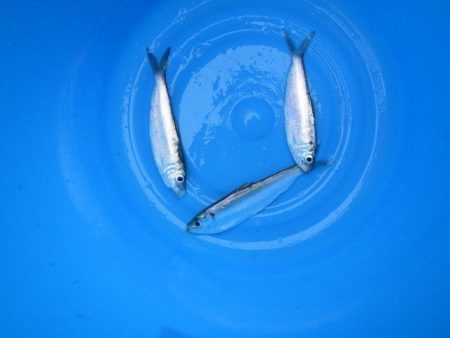 オリジナルメーカー海づり公園(市原市海づり施設) 釣果