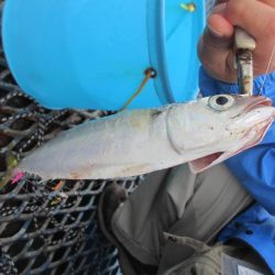 オリジナルメーカー海づり公園(市原市海づり施設) 釣果