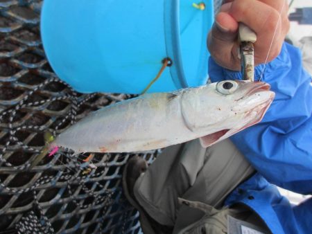 オリジナルメーカー海づり公園(市原市海づり施設) 釣果