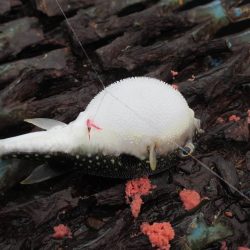 オリジナルメーカー海づり公園(市原市海づり施設) 釣果