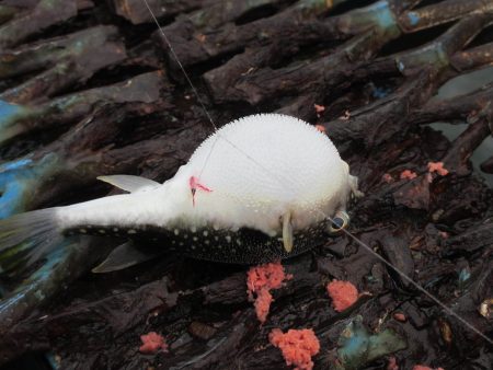 オリジナルメーカー海づり公園(市原市海づり施設) 釣果