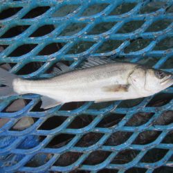 オリジナルメーカー海づり公園(市原市海づり施設) 釣果