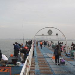 オリジナルメーカー海づり公園(市原市海づり施設) 釣果
