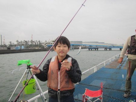 オリジナルメーカー海づり公園(市原市海づり施設) 釣果