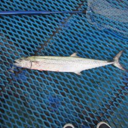 オリジナルメーカー海づり公園(市原市海づり施設) 釣果