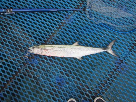 オリジナルメーカー海づり公園(市原市海づり施設) 釣果