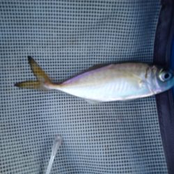 オリジナルメーカー海づり公園(市原市海づり施設) 釣果