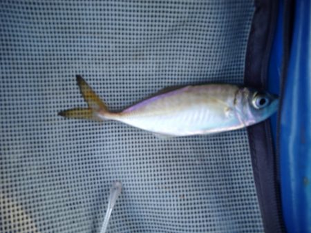 オリジナルメーカー海づり公園(市原市海づり施設) 釣果