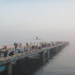オリジナルメーカー海づり公園(市原市海づり施設) 釣果