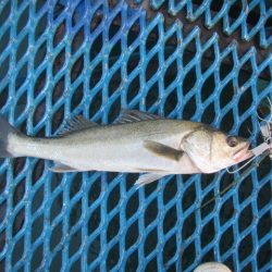 オリジナルメーカー海づり公園(市原市海づり施設) 釣果