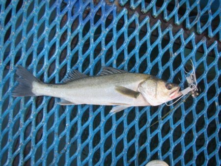 オリジナルメーカー海づり公園(市原市海づり施設) 釣果