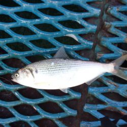 オリジナルメーカー海づり公園(市原市海づり施設) 釣果