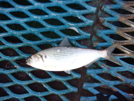 オリジナルメーカー海づり公園(市原市海づり施設) 釣果