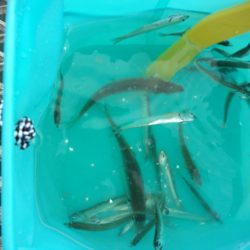 オリジナルメーカー海づり公園(市原市海づり施設) 釣果