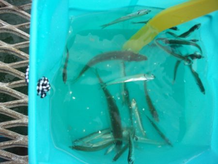 オリジナルメーカー海づり公園(市原市海づり施設) 釣果