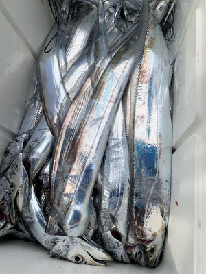 さんさん丸 釣果