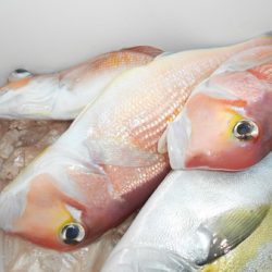 こうゆう丸 釣果