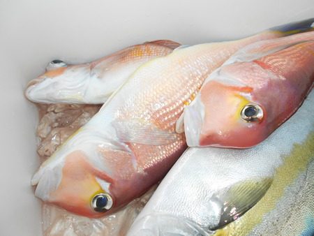 こうゆう丸 釣果