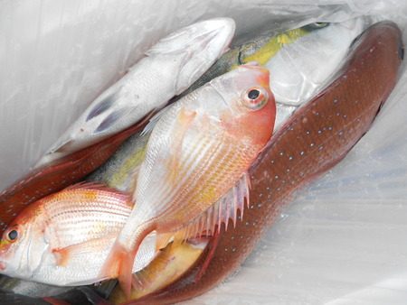 こうゆう丸 釣果