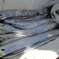 遊漁船 セトマリン 釣果