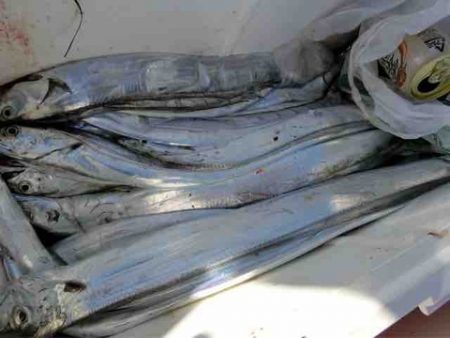 遊漁船 セトマリン 釣果