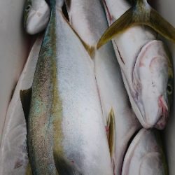 IDATEN(イダテン) 釣果