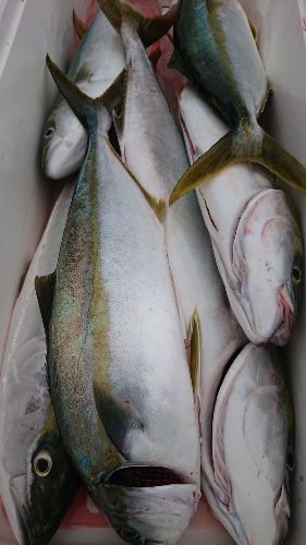 IDATEN(イダテン) 釣果