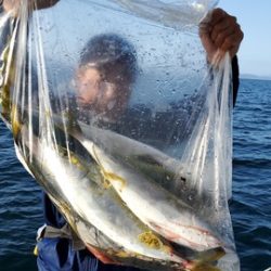 遊漁船 ニライカナイ 釣果