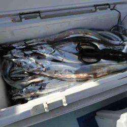 遊漁船 セトマリン 釣果