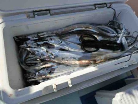 遊漁船 セトマリン 釣果