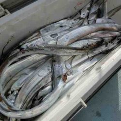 遊漁船 セトマリン 釣果