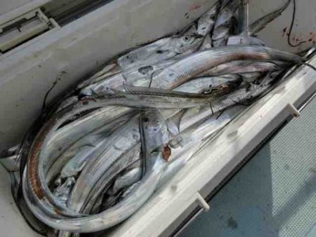 遊漁船 セトマリン 釣果