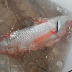 こうゆう丸 釣果