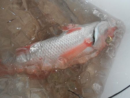 こうゆう丸 釣果