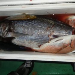 第二むつ漁丸 釣果