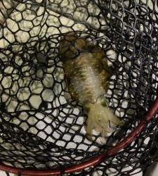 白墨丸 釣果