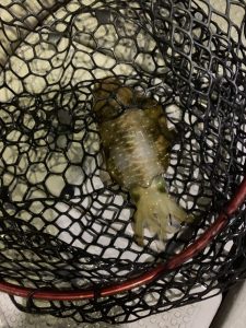 白墨丸 釣果