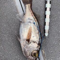 へいみつ丸 釣果