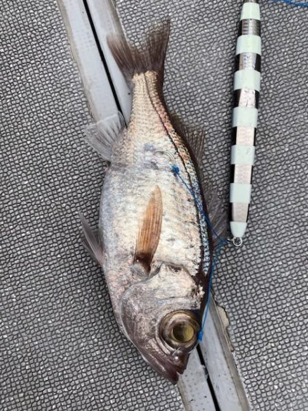 へいみつ丸 釣果