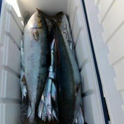 ファイヤードルフィン 釣果