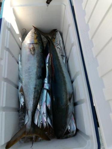 ファイヤードルフィン 釣果